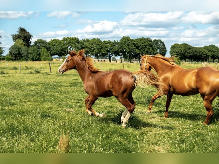 German Riding Pony Stallion 1 year 14,1 hh Chestnut-Red in Kleve