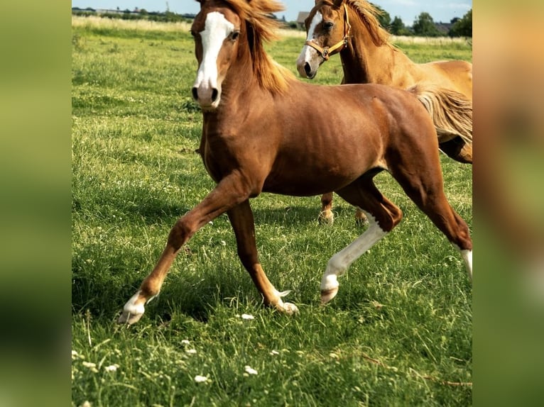 German Riding Pony Stallion 1 year 14,1 hh Chestnut-Red in Kleve