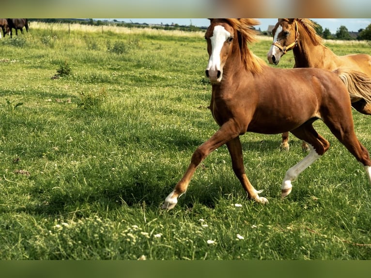 German Riding Pony Stallion 1 year 14,1 hh Chestnut-Red in Kleve