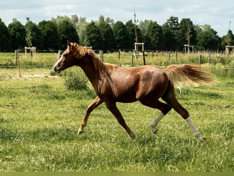 German Riding Pony Stallion 1 year 14,1 hh Chestnut-Red in Kleve