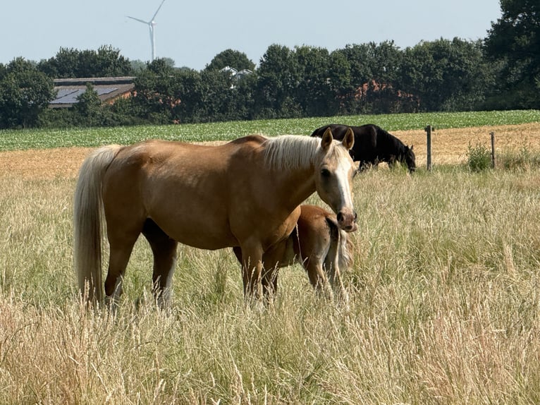 German Riding Pony Stallion 1 year 14,1 hh Chestnut-Red in Dötlingen