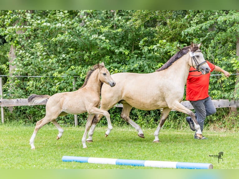 German Riding Pony Stallion 1 year 14,1 hh in Dunum