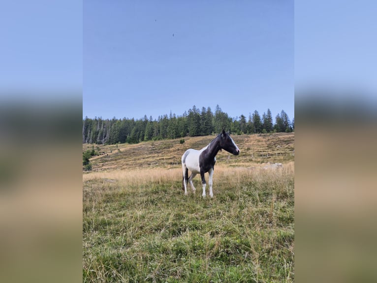 German Riding Pony Mix Stallion 1 year 14,1 hh Pinto in Steinen