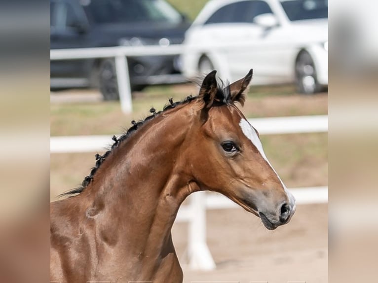 German Riding Pony Stallion 1 year 14,2 hh Brown in Pitten