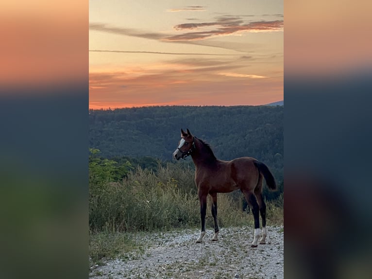 German Riding Pony Stallion 1 year 14,2 hh Brown in Unterpetersdorf