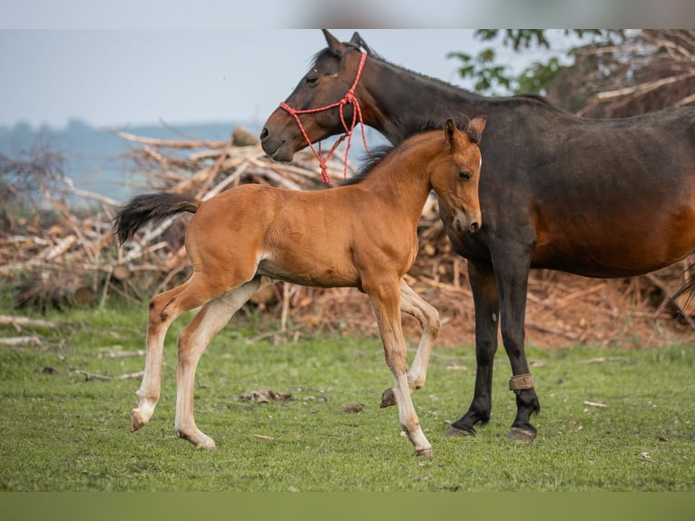 German Riding Pony Stallion 1 year 14,2 hh Brown-Light in Manning