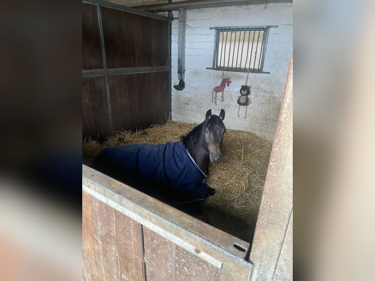 German Riding Pony Stallion 1 year 14,2 hh Buckskin in Achim