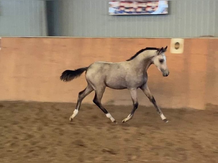 German Riding Pony Stallion 1 year 14,2 hh Buckskin in Achim