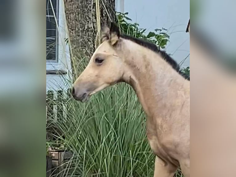 German Riding Pony Stallion 1 year 14,2 hh Buckskin in Achim
