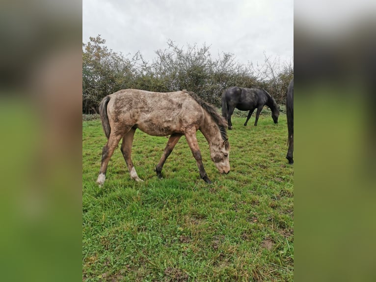 German Riding Pony Stallion 1 year 14,2 hh Buckskin in Hattingen
