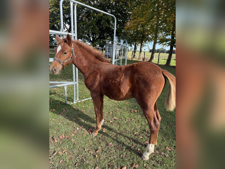 German Riding Pony Stallion 1 year 14,2 hh Chestnut in Stralsund