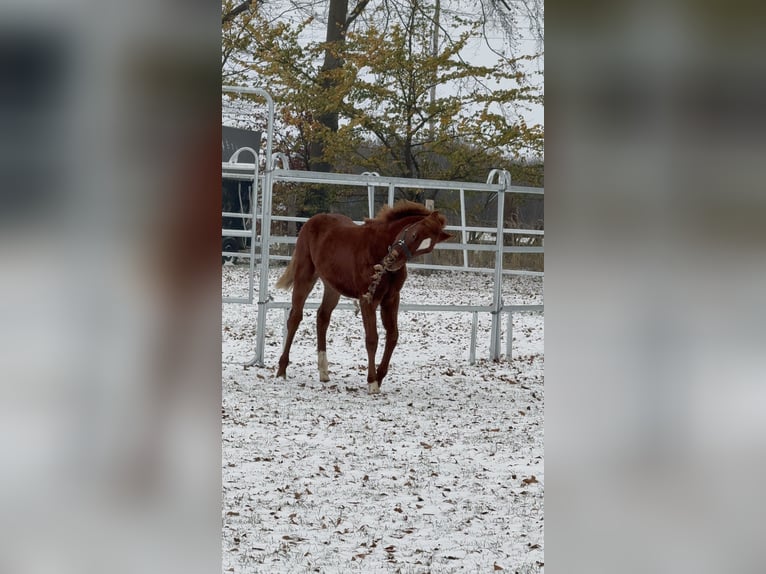 German Riding Pony Stallion 1 year 14,2 hh Chestnut in Stralsund