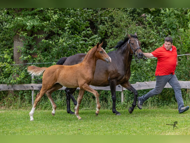 German Riding Pony Stallion 1 year 14,2 hh Chestnut-Red in Esens