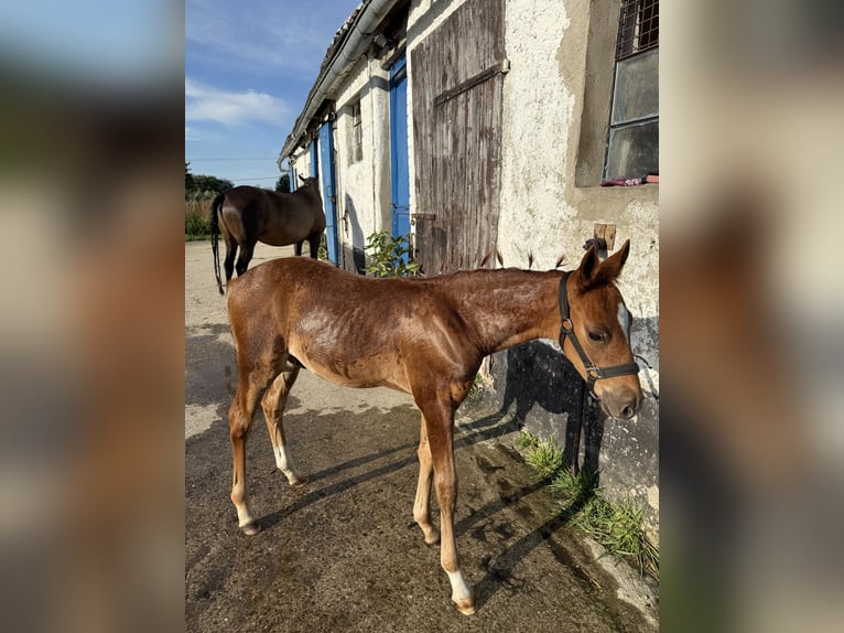 German Riding Pony Stallion 1 year 14,2 hh Chestnut-Red in Stralsund