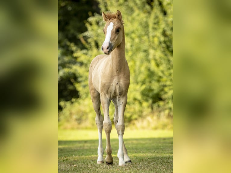 German Riding Pony Stallion 1 year 14,2 hh Chestnut-Red in Bad Zwesten