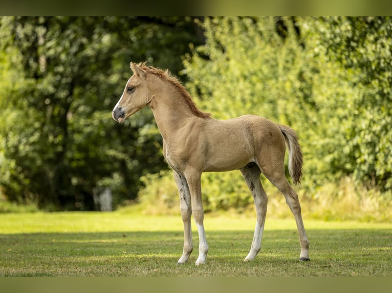 German Riding Pony Stallion 1 year 14,2 hh Chestnut-Red in Bad Zwesten