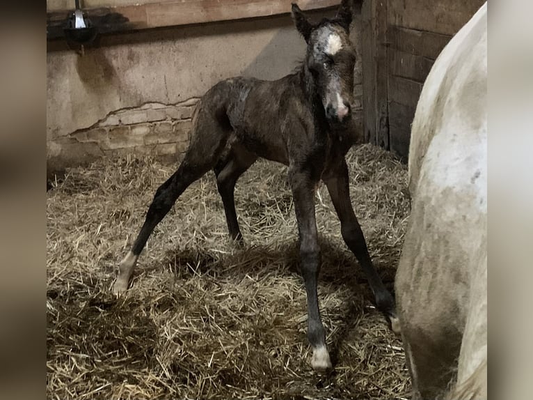 German Riding Pony Stallion 1 year 14,2 hh in Suhlendorf