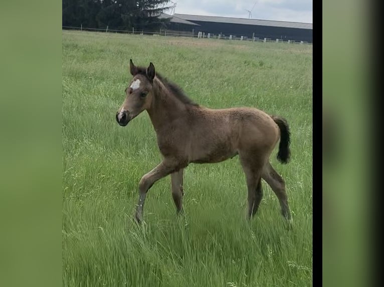 German Riding Pony Stallion 1 year 14,2 hh in Suhlendorf