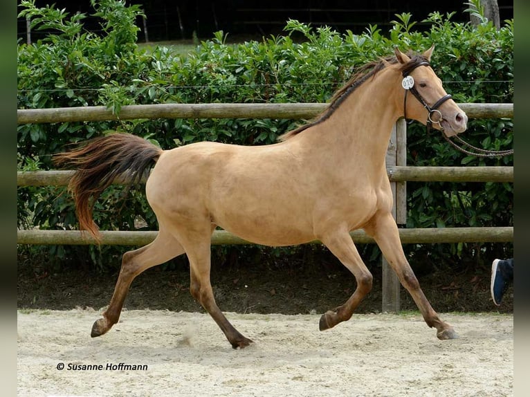 German Riding Pony Stallion 1 year 14,2 hh Tobiano-all-colors in GödenrothMörsdorf