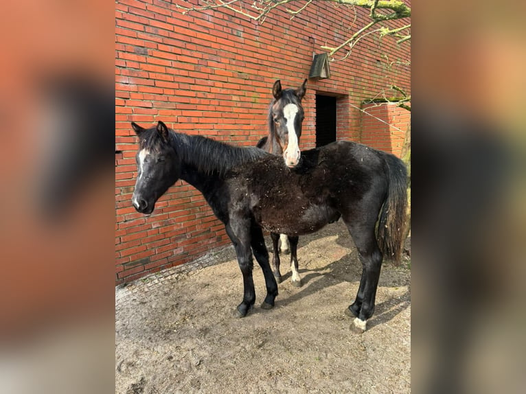 German Riding Pony Stallion 1 year 15,1 hh Black in Filsum
