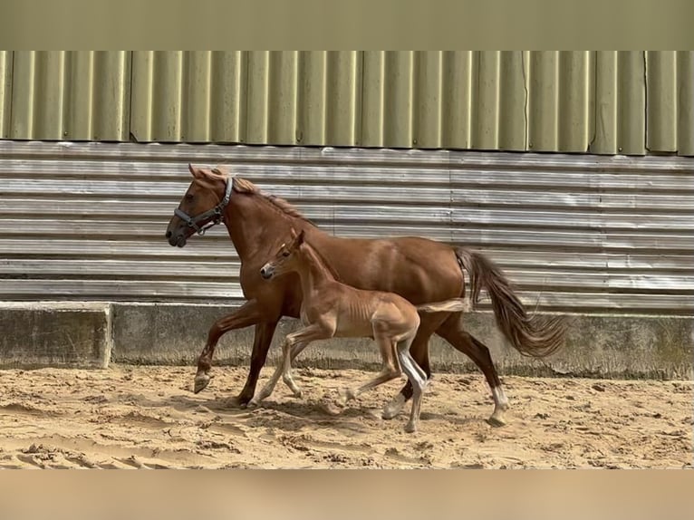 German Riding Pony Stallion 1 year 15,2 hh Chestnut-Red in Wehringen