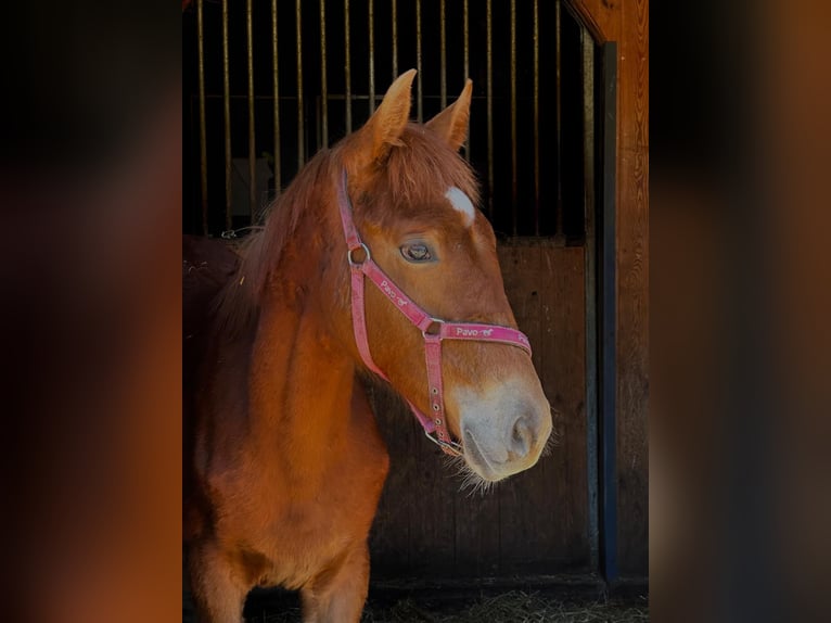 German Riding Pony Stallion 1 year 15,2 hh Chestnut-Red in Wehringen