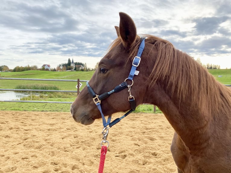 German Riding Pony Stallion 1 year 15,1 hh Chestnut in Heimenkirch
