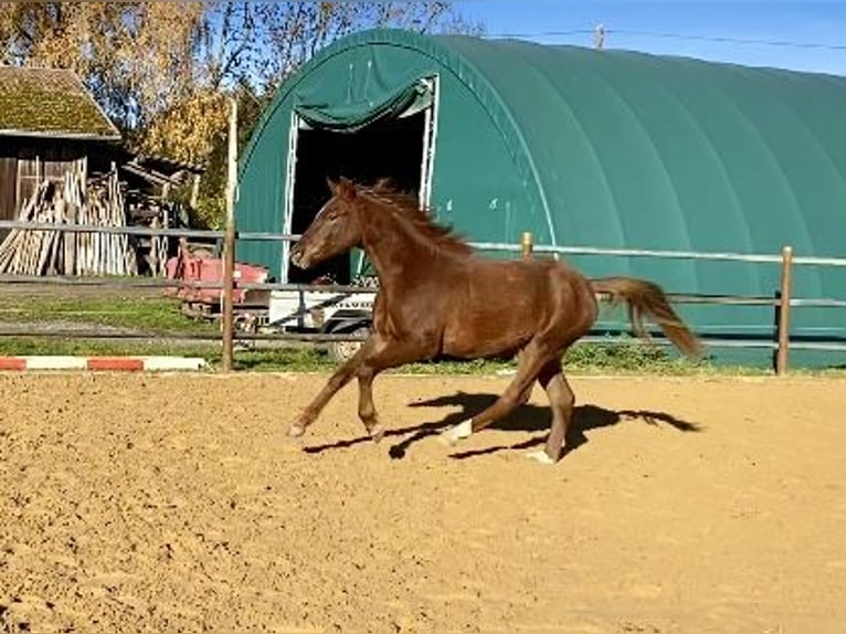German Riding Pony Stallion 1 year 15,1 hh Chestnut in Heimenkirch