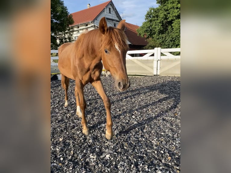 German Riding Pony Stallion 1 year 15,1 hh Chestnut in Heimenkirch