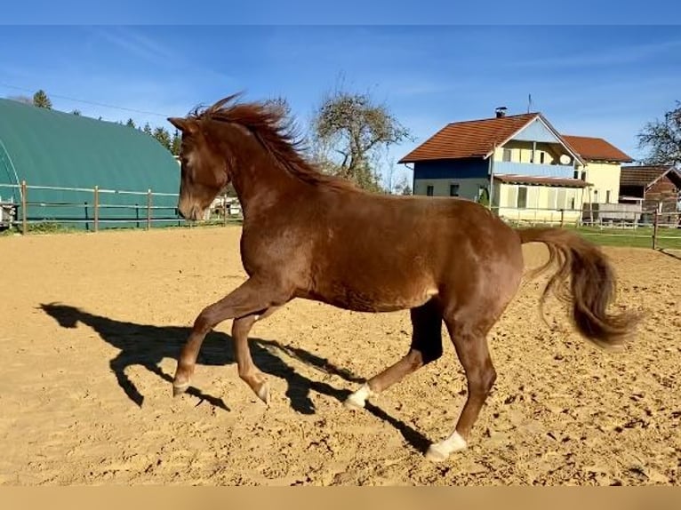 German Riding Pony Stallion 1 year 15,1 hh Chestnut in Heimenkirch