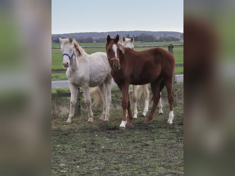 German Riding Pony Stallion 1 year 15,1 hh Chestnut in Vienenburg