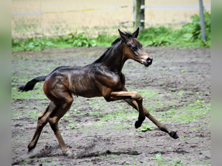 German Riding Pony Stallion 1 year Bay-Dark in Treia