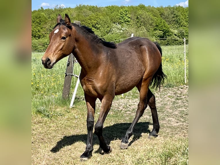 German Riding Pony Stallion 1 year Bay-Dark in Neuengörs