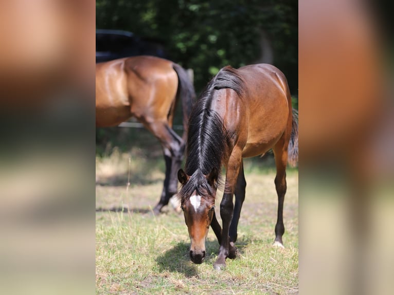 German Riding Pony Stallion 1 year Bay-Dark in Neuenkirchen-V&#xF6;rden