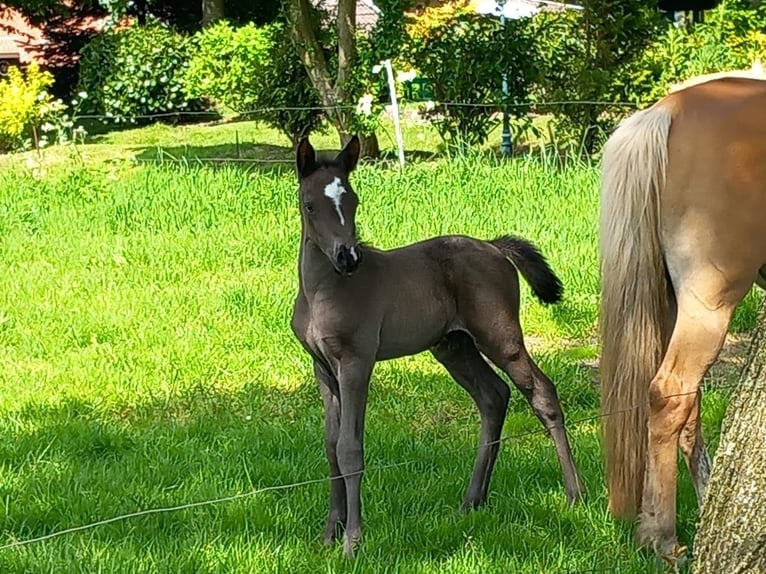 German Riding Pony Mix Stallion 1 year Black in Filsum