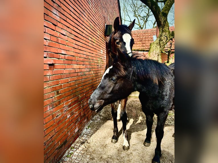 German Riding Pony Mix Stallion 1 year Black in Filsum