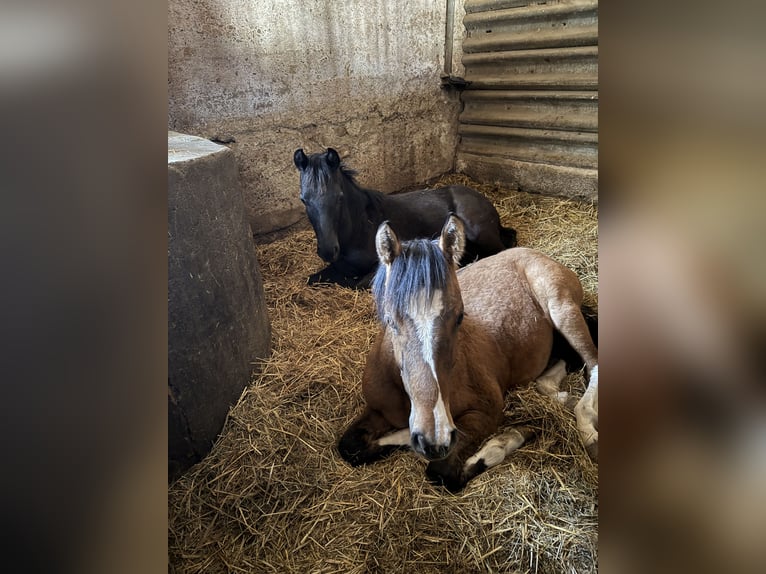 German Riding Pony Stallion 1 year Black in Einbeck