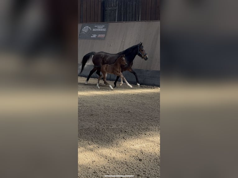 German Riding Pony Stallion 1 year Brown in Wegeleben