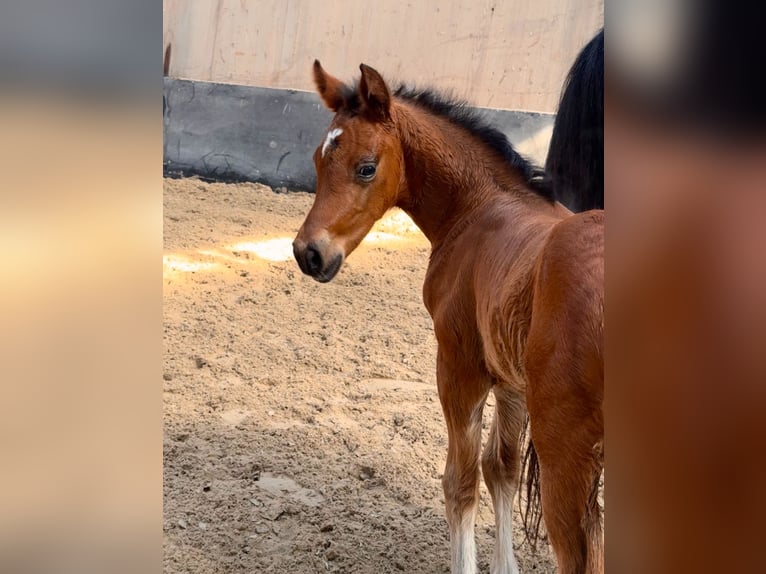 German Riding Pony Stallion 1 year Brown in Wegeleben
