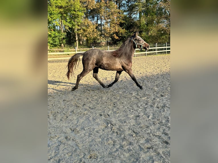 German Riding Pony Stallion 1 year Brown in Wülfrath