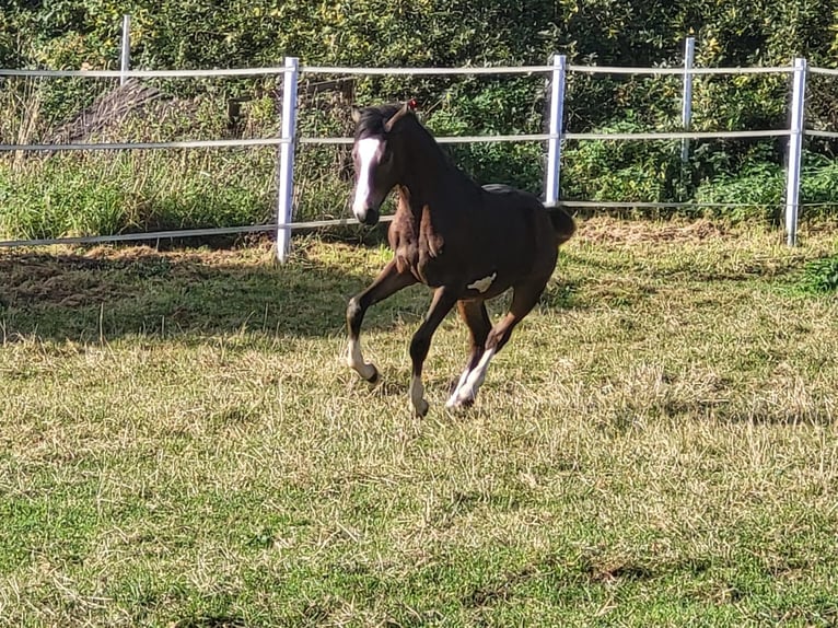 German Riding Pony Stallion 1 year Brown in Hahn am See