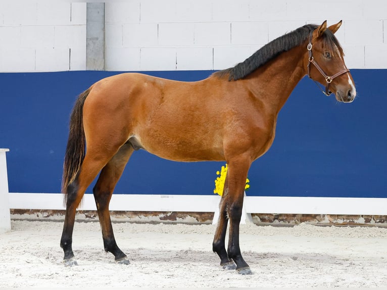 German Riding Pony Stallion 1 year Brown in Marsberg