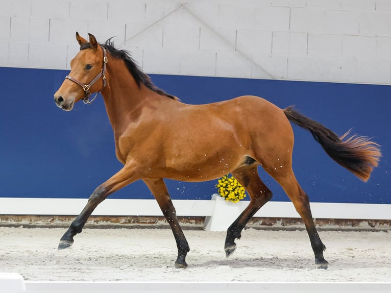 German Riding Pony Stallion 1 year Brown in Marsberg