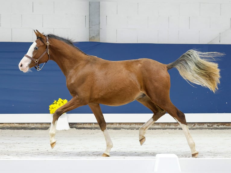 German Riding Pony Stallion 1 year Brown in Marsberg
