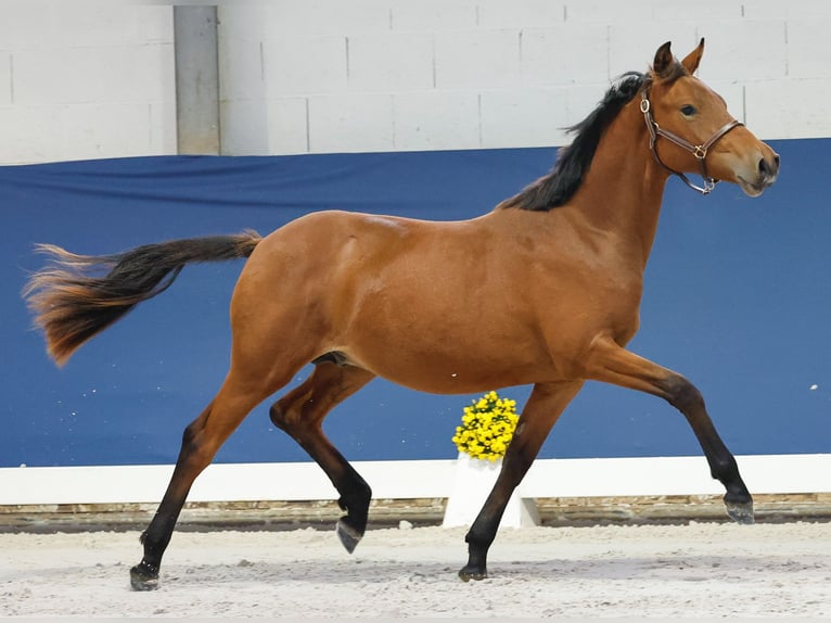German Riding Pony Stallion 1 year Brown in Marsberg