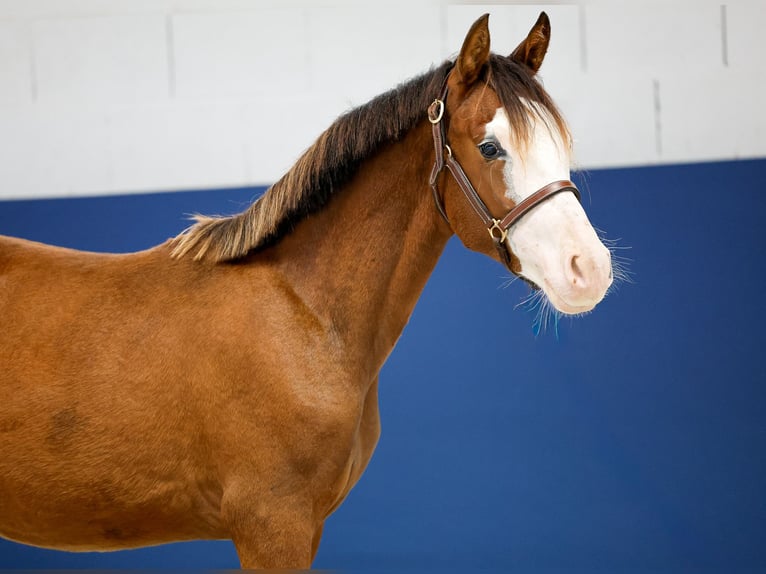 German Riding Pony Stallion 1 year Brown in Marsberg