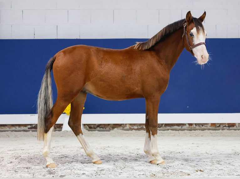 German Riding Pony Stallion 1 year Brown in Marsberg