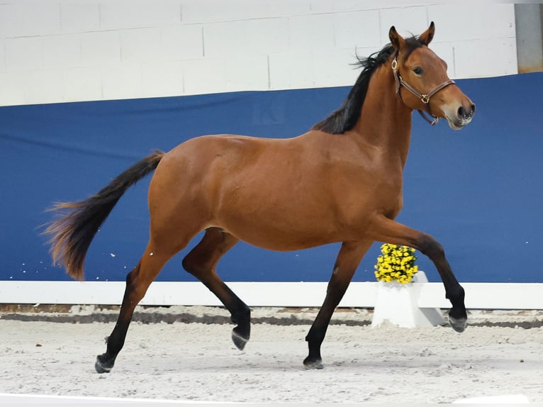 German Riding Pony Stallion 1 year Brown in Marsberg