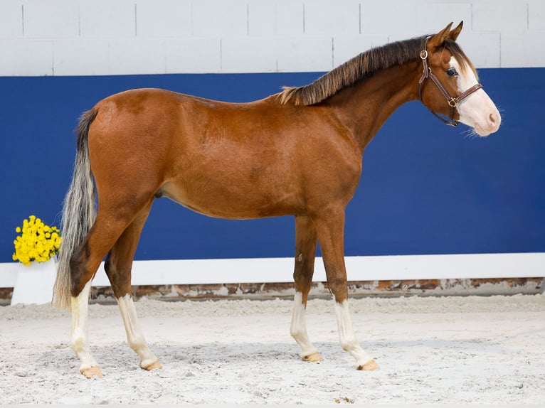 German Riding Pony Stallion 1 year Brown in Marsberg