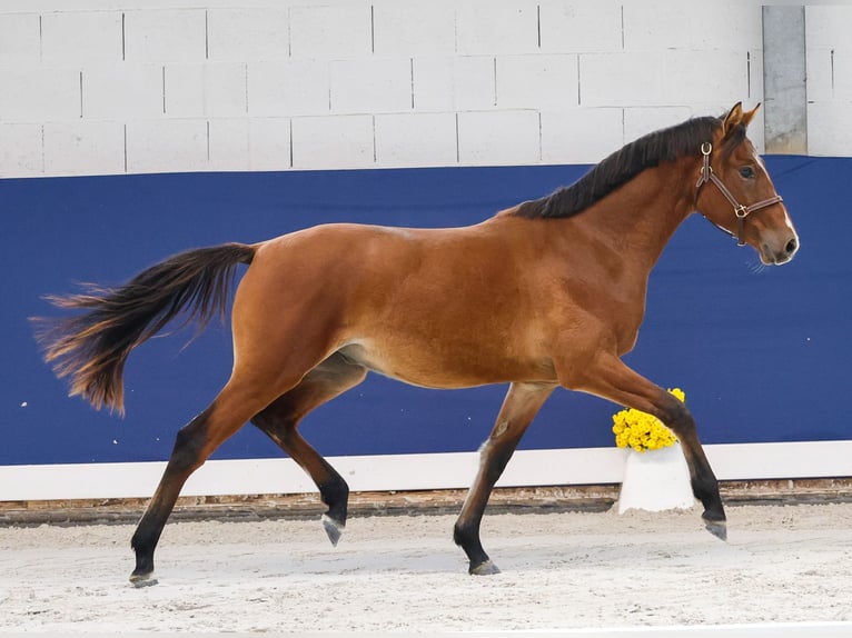 German Riding Pony Stallion 1 year Brown in Marsberg